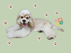 -FAELING PETS美天灵宠物(富力广场店)