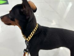 -纳吉亚猫专科动物诊疗中心(蒋宅口分院)