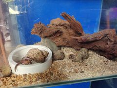 -华声天桥民俗文化园