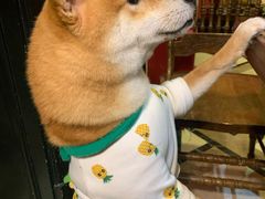 -猫色咖啡·猫咖