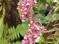 -北京植物园-展览温室