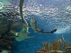 -上海海洋水族馆
