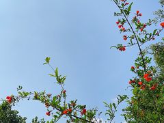 -深圳国际园林花卉博览园