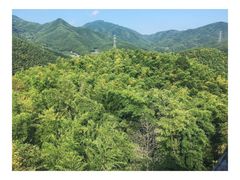 -宁波浙东大竹海景区