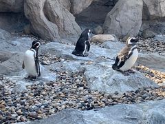 -上海野生动物园