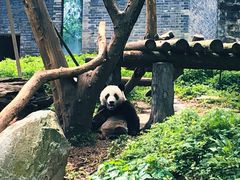 -都江堰中华大熊猫苑