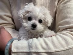 -FAELING PETS美天灵宠物(富力广场店)
