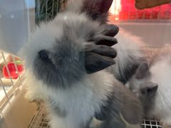 -霸王茶姬(南强街店)