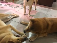 -柴务处·柴犬主题狗咖