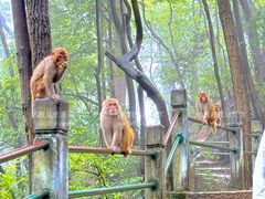 -黔灵山公园