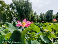-莲花池公园