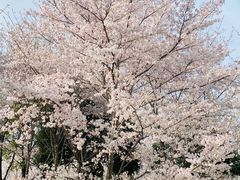 -径山花海