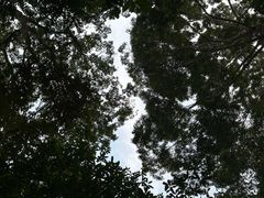 -槟城植物园