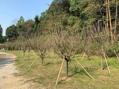-火炉山森林公园