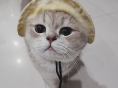 -欣宠猫屋·矮脚拿破仑·蓝金金渐层