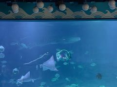-烟台海昌鲸鲨海洋公园