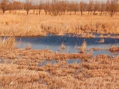 -野鸭湖国家湿地公园