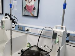 -纳吉亚猫专科动物诊疗中心(蒋宅口分院)