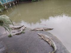 -广州长隆飞鸟乐园