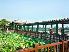 -莲花池公园