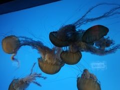 -太平洋海底世界