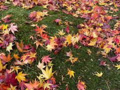 -西芳寺(苔寺)