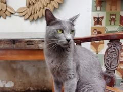 -喵屿·大理花园猫咖