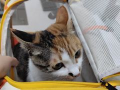 -嘉馨宠物医院·CT影像转诊·心脏科·犬猫全科诊疗中心(下沙大学城院区)