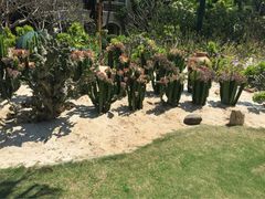 iphone_upload_pic-三亚亚龙湾凯莱仙人掌度假酒店