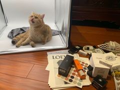 -momokira米努特·德文卷毛猫·棉花面纱犬