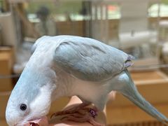 -帕帕拉兹宠物(亚洲旗舰店)