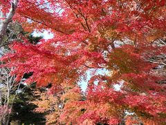 -神户市立六甲山牧场