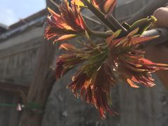 -皇家5号海鲜烤肉火锅自助餐(聊城总店)