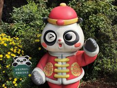门口的小可爱-成都大熊猫繁育研究基地