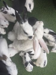 -萌宠亲子动物乐园(槐房万达店)