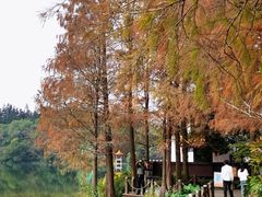 -深圳仙湖植物园