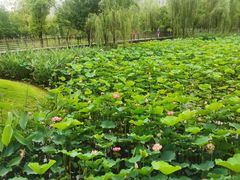 -沐仙湖湿地公园