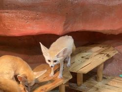 -Zoolung Zoolung动物主题公园(海信广场店)