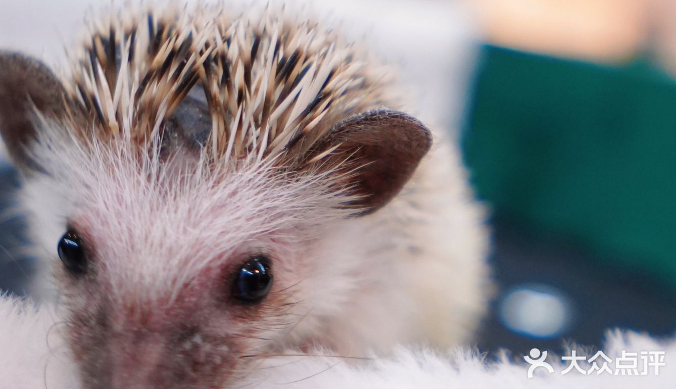 萌宠家族进商城了🔥还有二师兄🐷太可爱了‼️口水都从嘴角流了下来