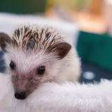 萌宠家族进商城了🔥还有二师兄🐷太可爱了‼️口水都从嘴角流了下来