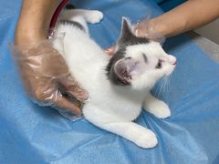 -创凡宠物医院·骨专科  猫科中心(西乡分院)