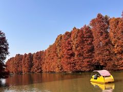 -上海海湾国家森林公园