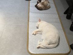 -琪喵猫屋·撸猫猫咖·猫舍