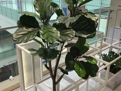 -叶子与茶(苏宁广场店)