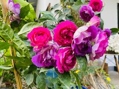 -凤来栖·净庭院·火锅(欧尚店)