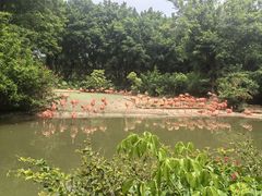 -广州长隆飞鸟乐园
