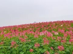 -径山花海