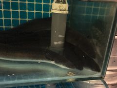 -隐炉和牛烧肉店(群力店)