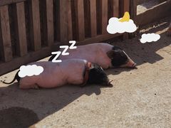 -前小桔亲子创意农场·草莓采摘·露营烧烤