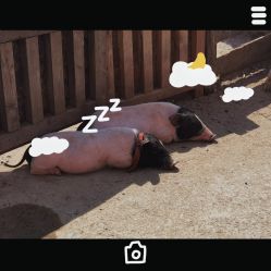 -前小桔亲子创意农场·草莓采摘·露营烧烤